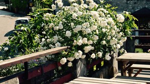 Un banco y una mesa de madera frente a un fondo de flores blancas y un edificio de piedra con un letrero que dice "chate".
