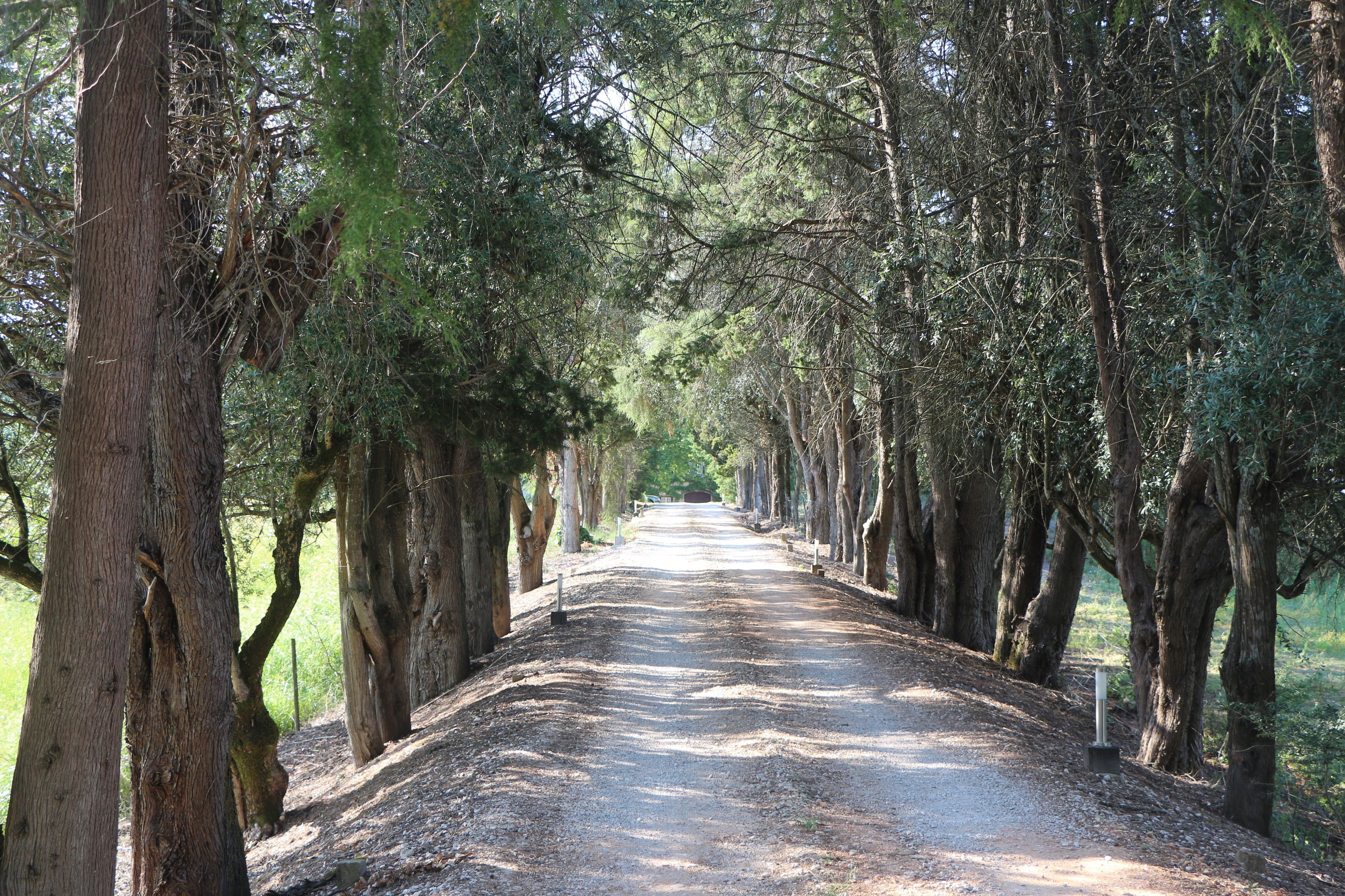 Una strada sterrata costeggiata da alberi alti, che si inoltra in una zona boschiva.