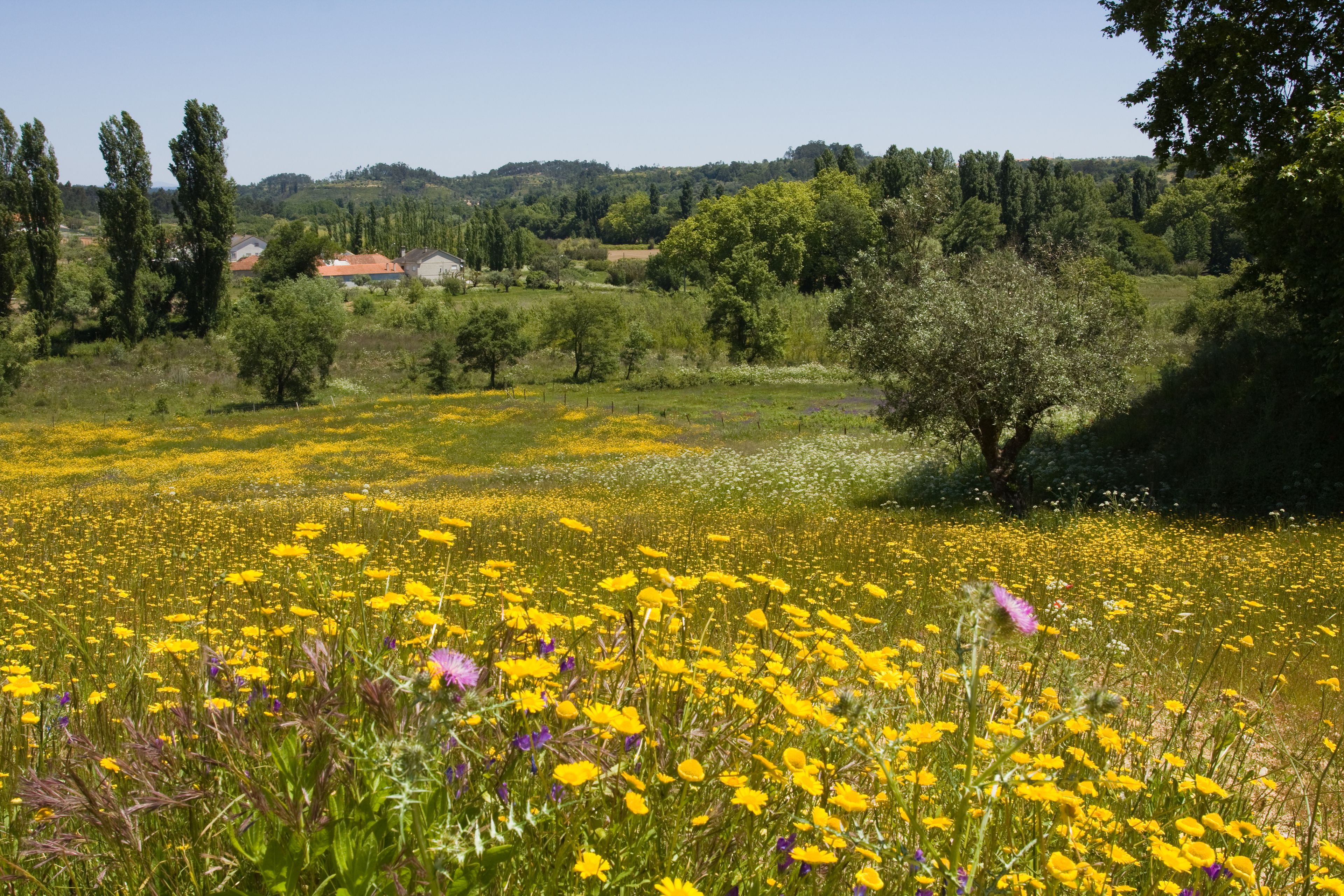 A field of yellow flowers with a tree and houses in the background.