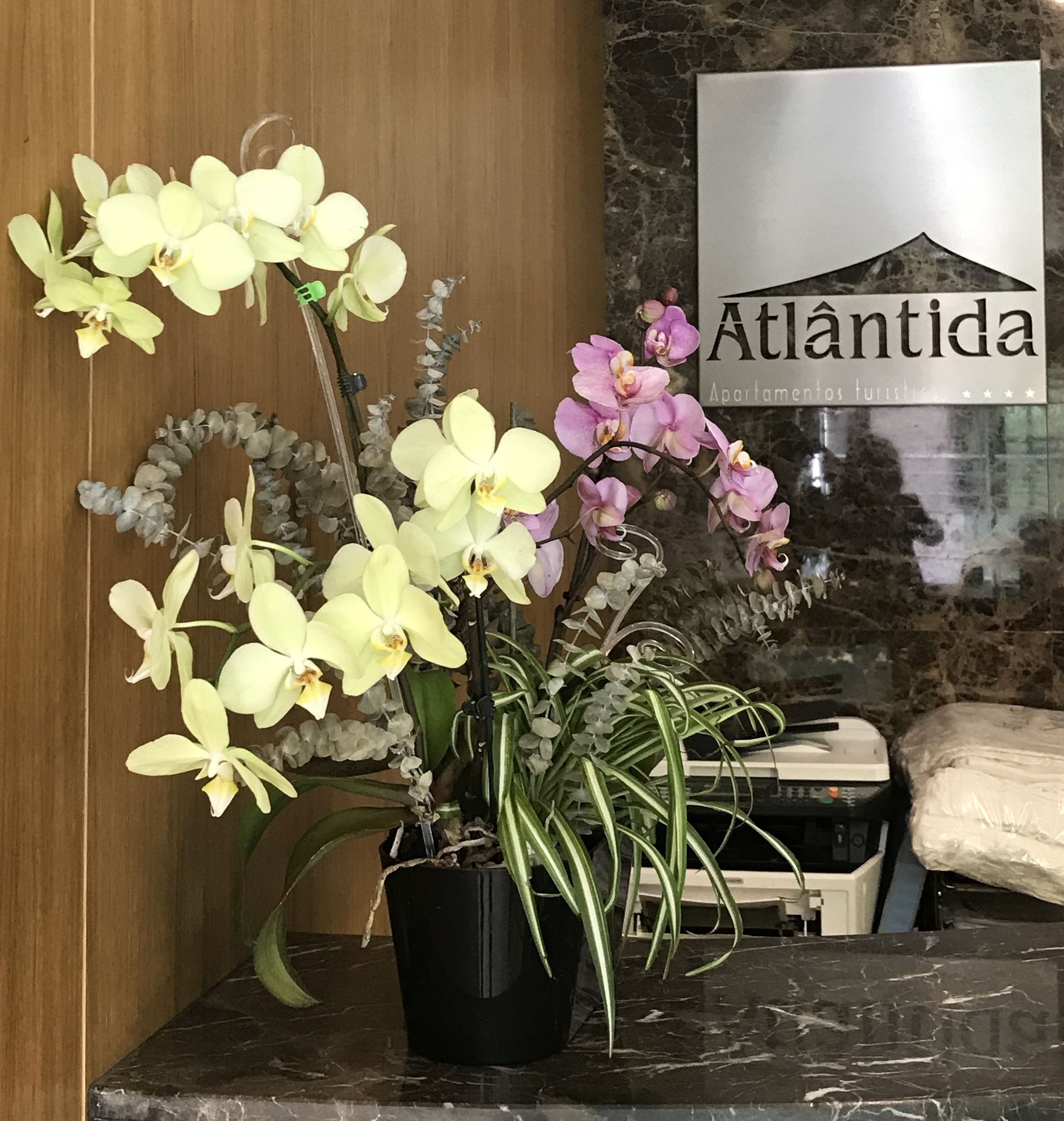 A potted orchid arrangement on a marble countertop with a sign reading "Atlântida Apartamentos turísticos" in the background.