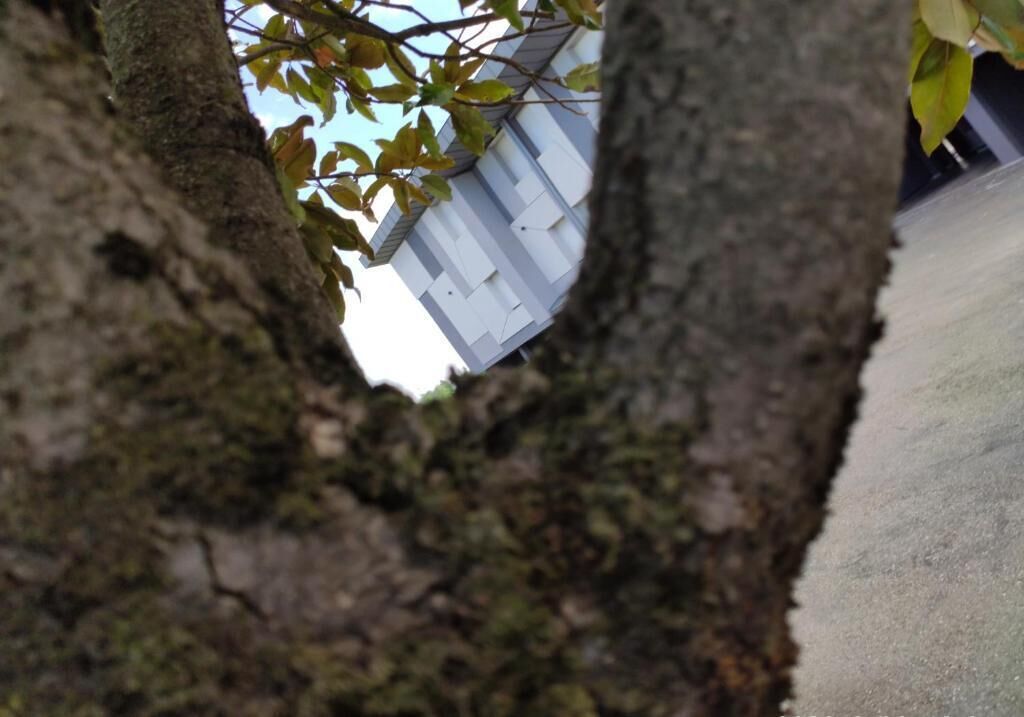 Un tronco de árbol con una vista de un edificio al fondo.