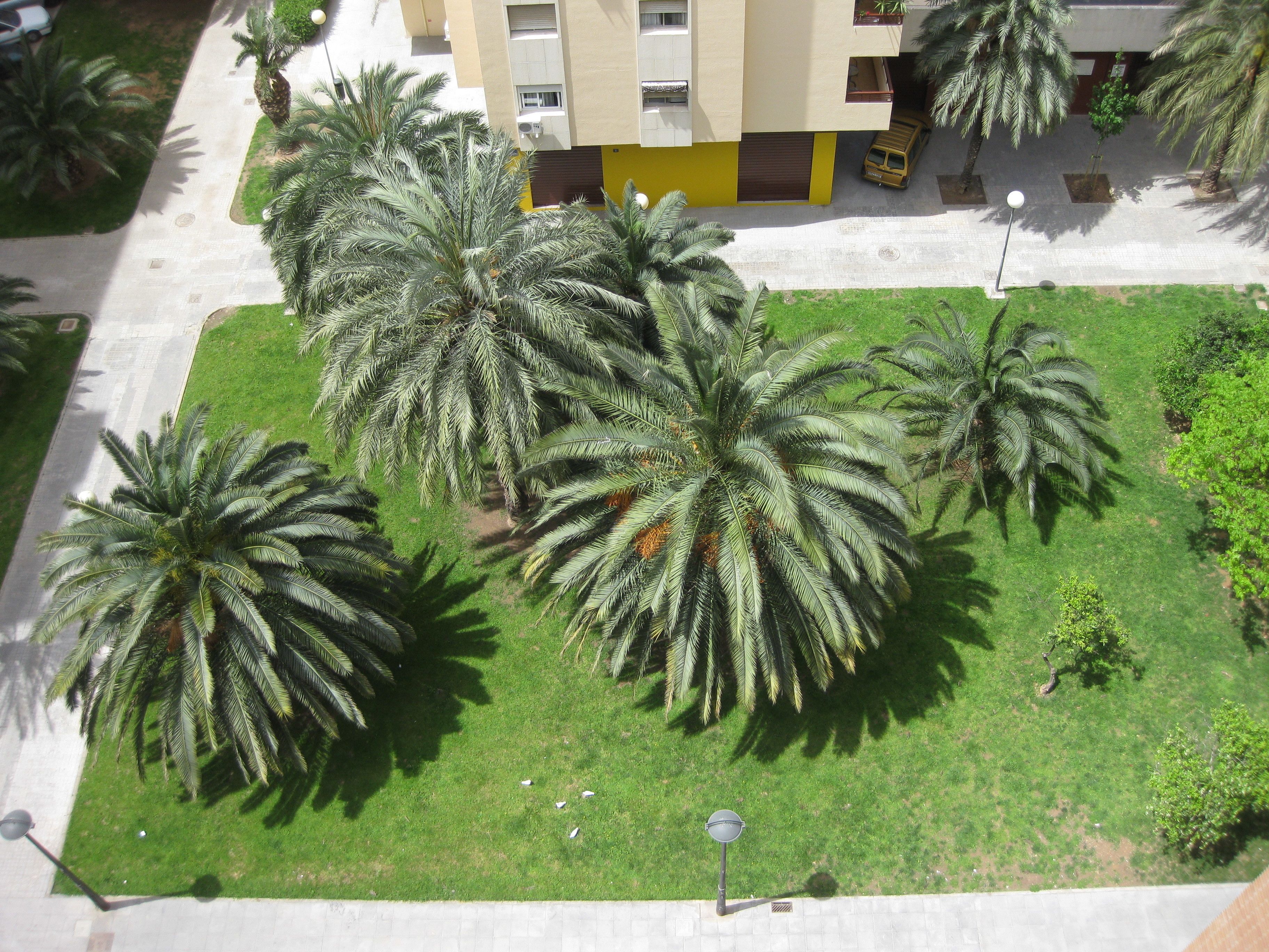 Zona residencial con palmeras, un edificio amarillo y un coche estacionado.