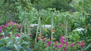 A garden with a variety of plants and flowers, including tomatoes on a trellis and vibrant pink flowers. - Hamilton Court  Apartamentos (Es Migjorn Gran)