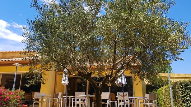 Un espace extérieur aménagé avec des tables et des chaises, un arbre et, au fond, un bâtiment jaune.