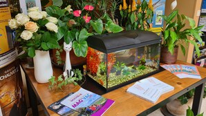Une table en bois sur laquelle on trouve un aquarium, des plantes en pot, des brochures et une statuette de chat blanc.