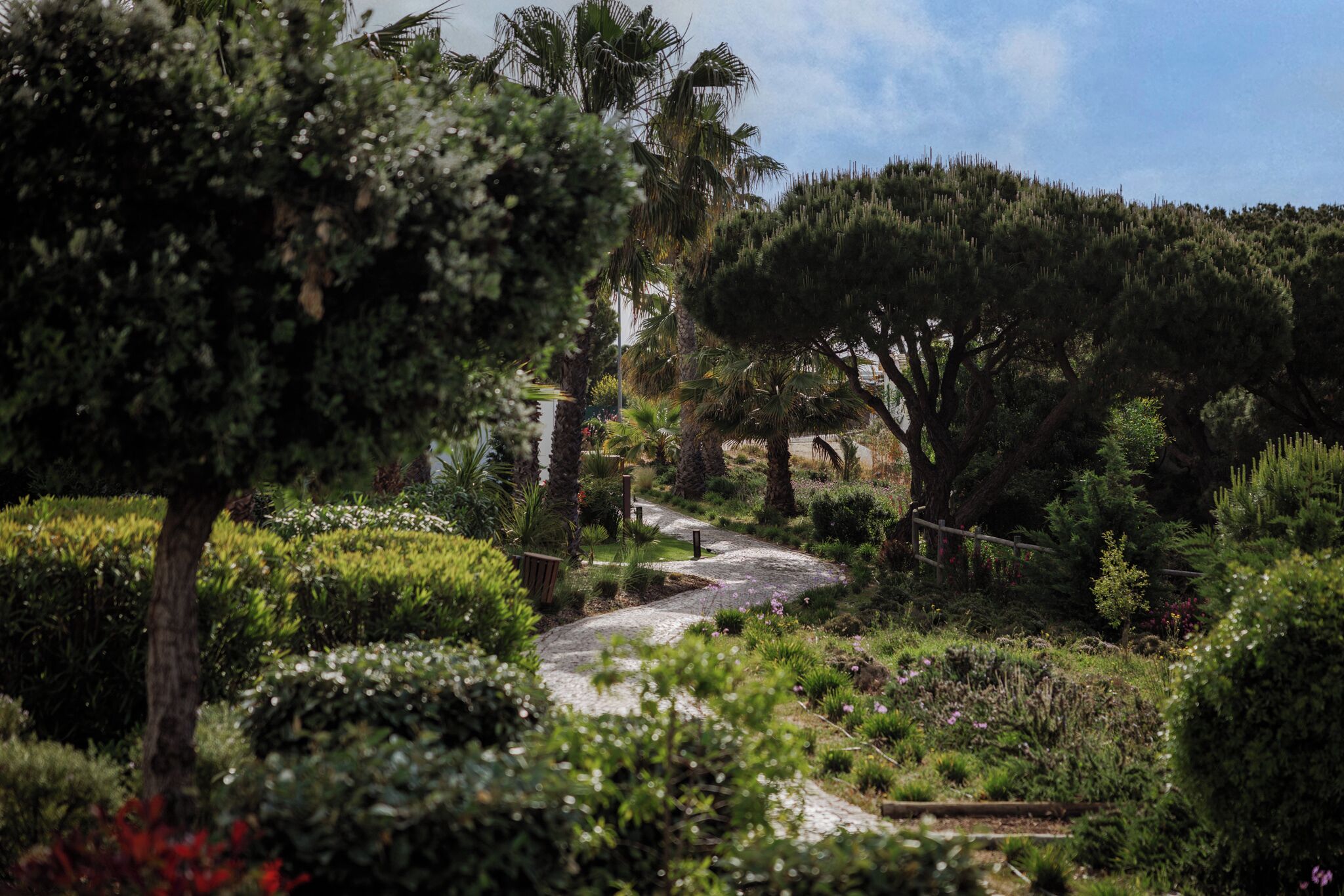 A garden pathway with various trees and shrubs.