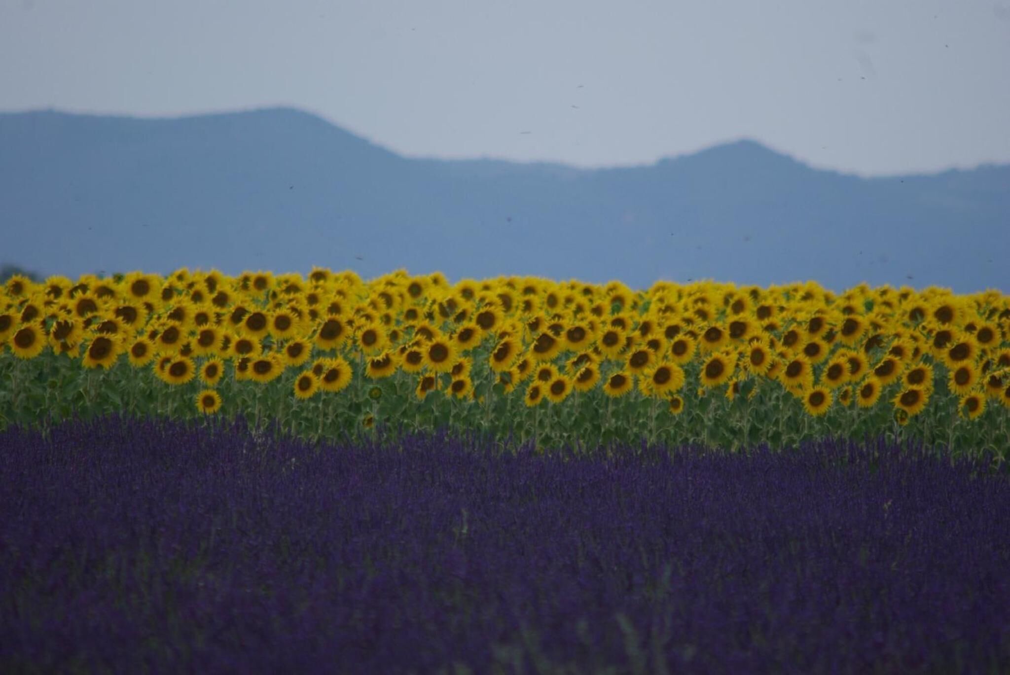 Un champ de tournesols avec une chaîne de montagnes en arrière-plan.