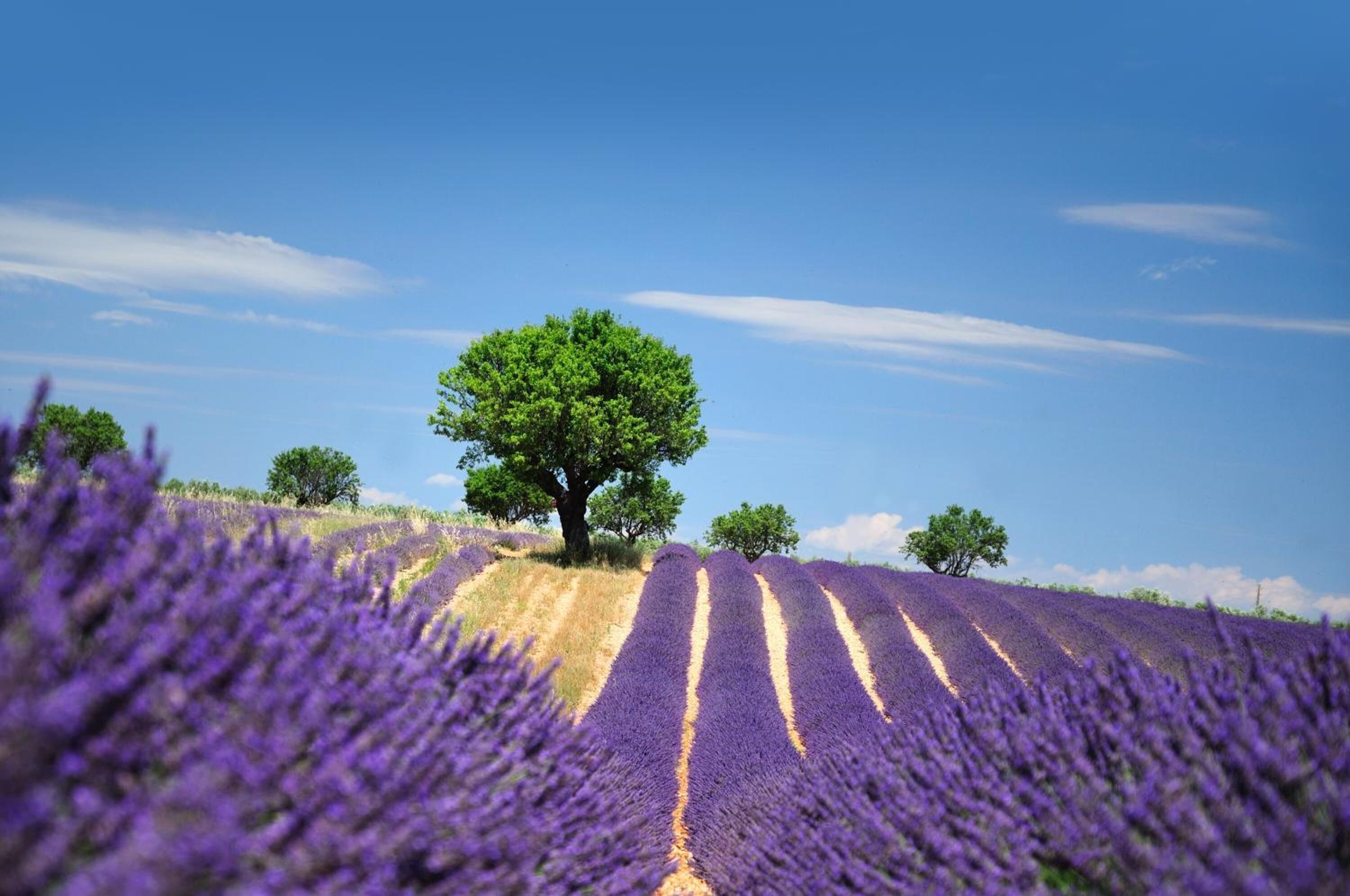A lavender field with rows of lavender plants and a few trees in the background.