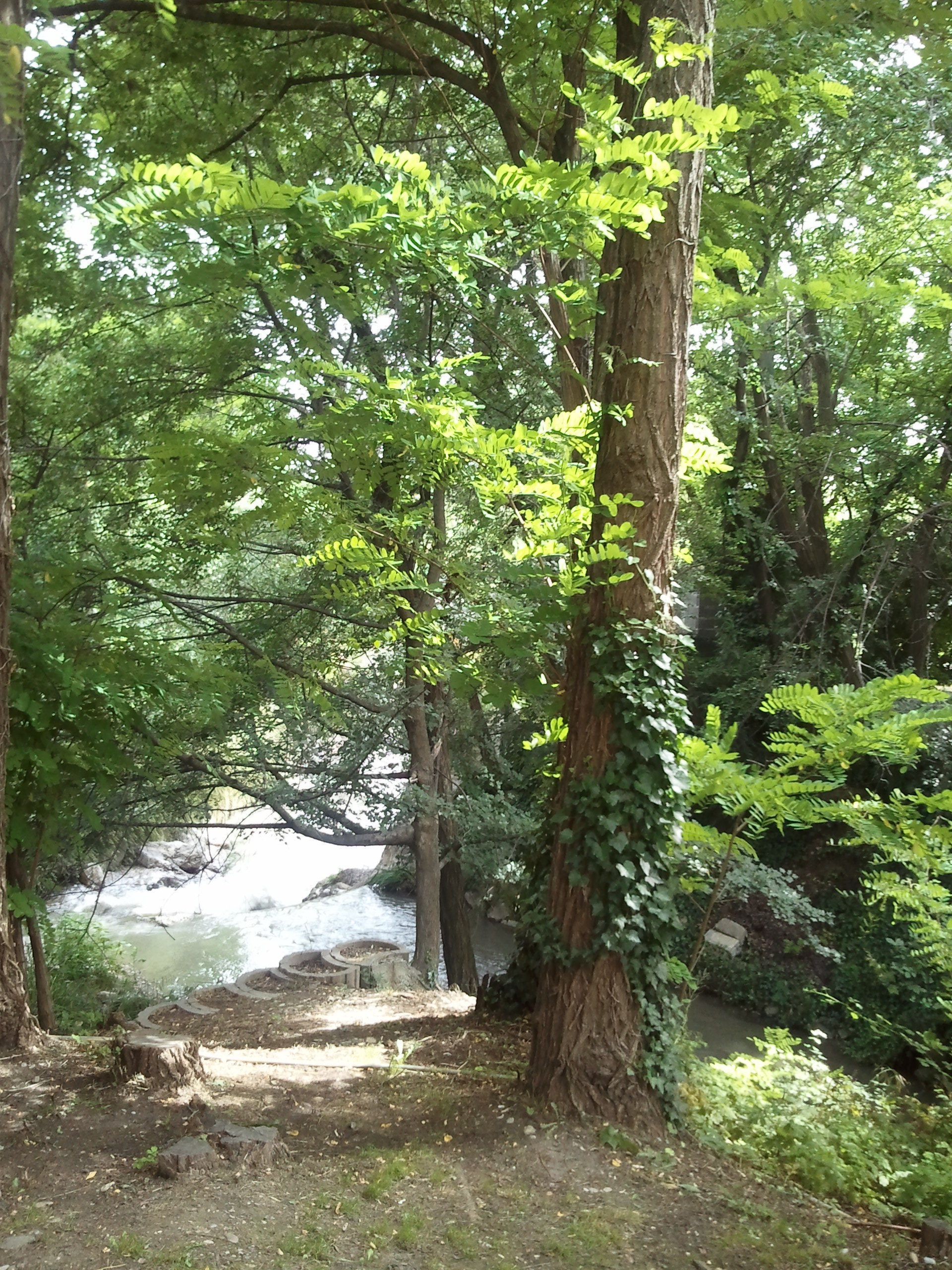 A forested area with a river and a wooden bridge.