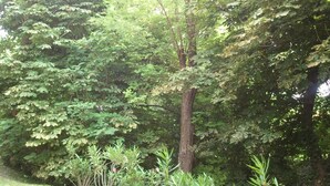 未分類圖片，第 3 張 (共 44  張)，按鈕