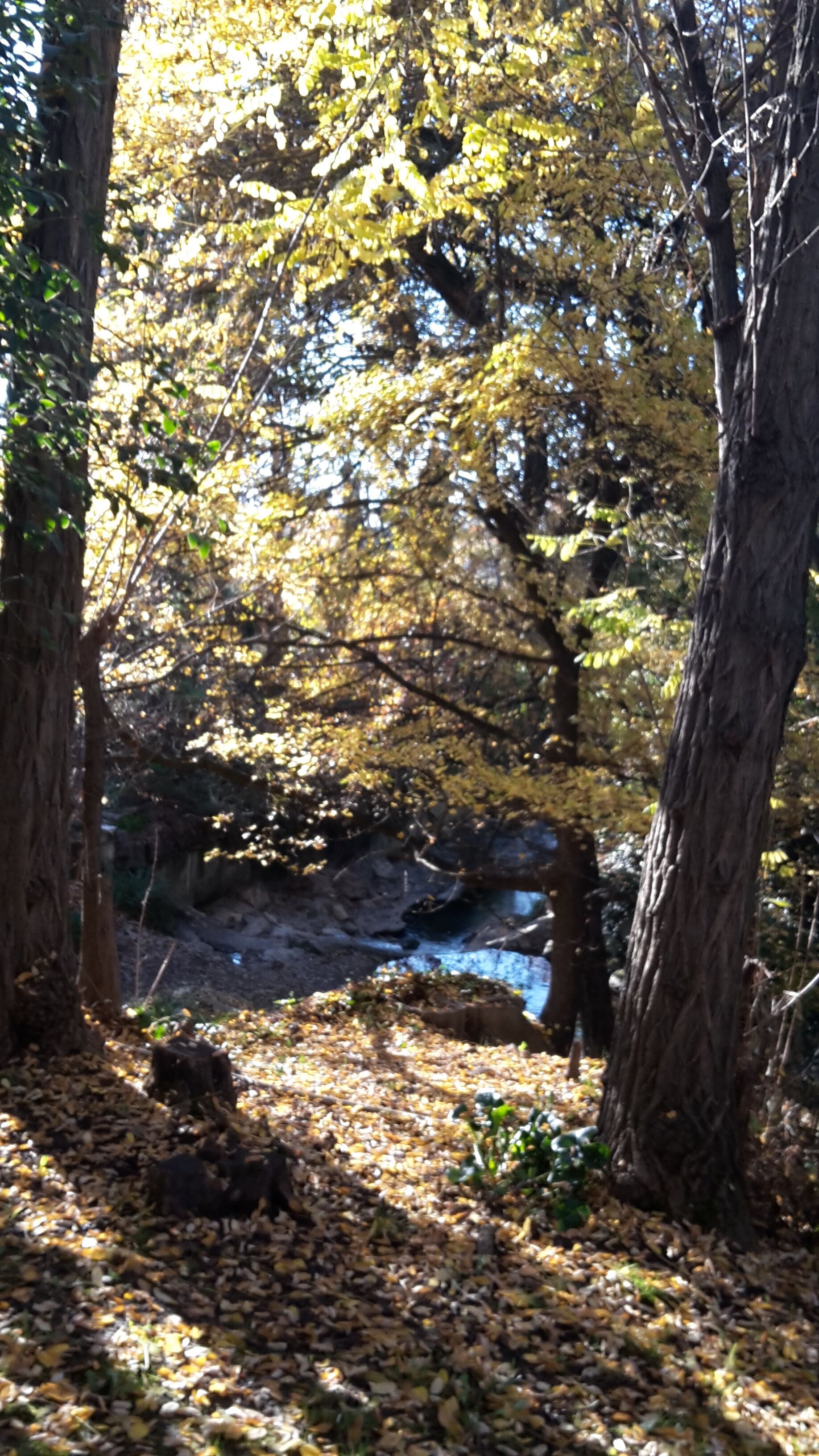A forest scene with trees, a rock formation, and a stream.