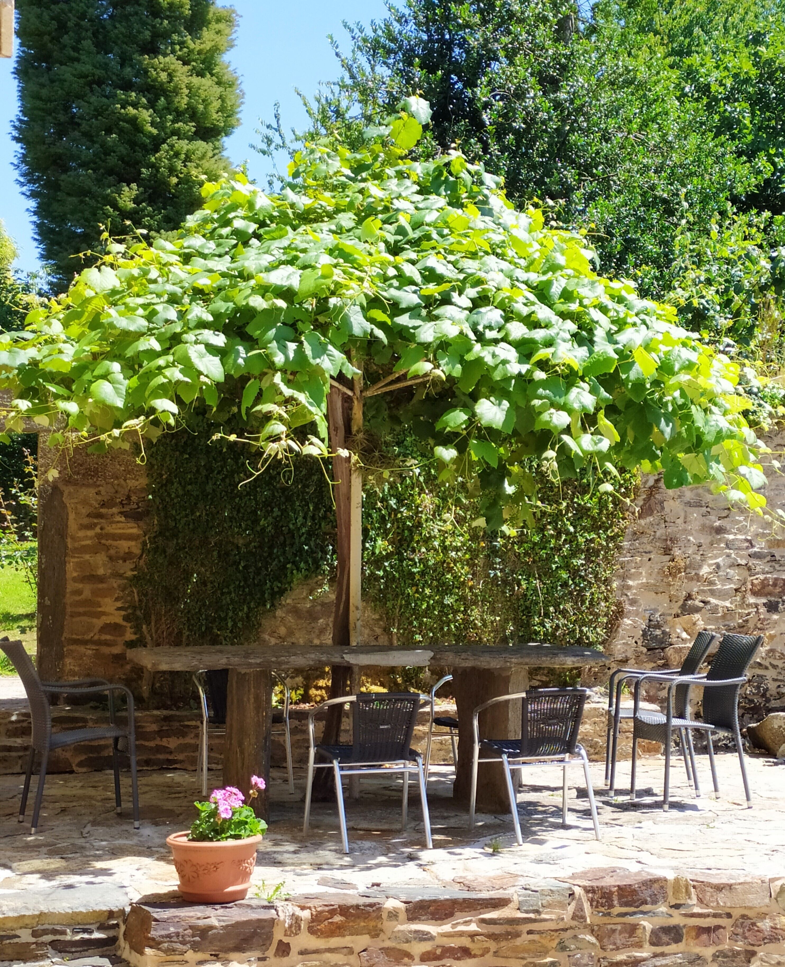 Un patio de piedra con mobiliario exterior, una pérgola cubierta de hiedra y una maceta con flores rosadas.
