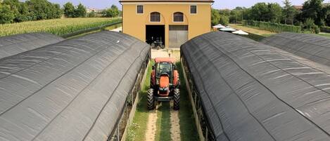 A tractor in a greenhouse with a building in the background.