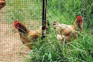 A chicken coop with a wire fence and green vegetation. - Agriturismo Il Melograno (Mestre)