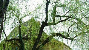 Een gebouw van steen met een grote boom ervoor, een houten kar en een bord met de tekst 