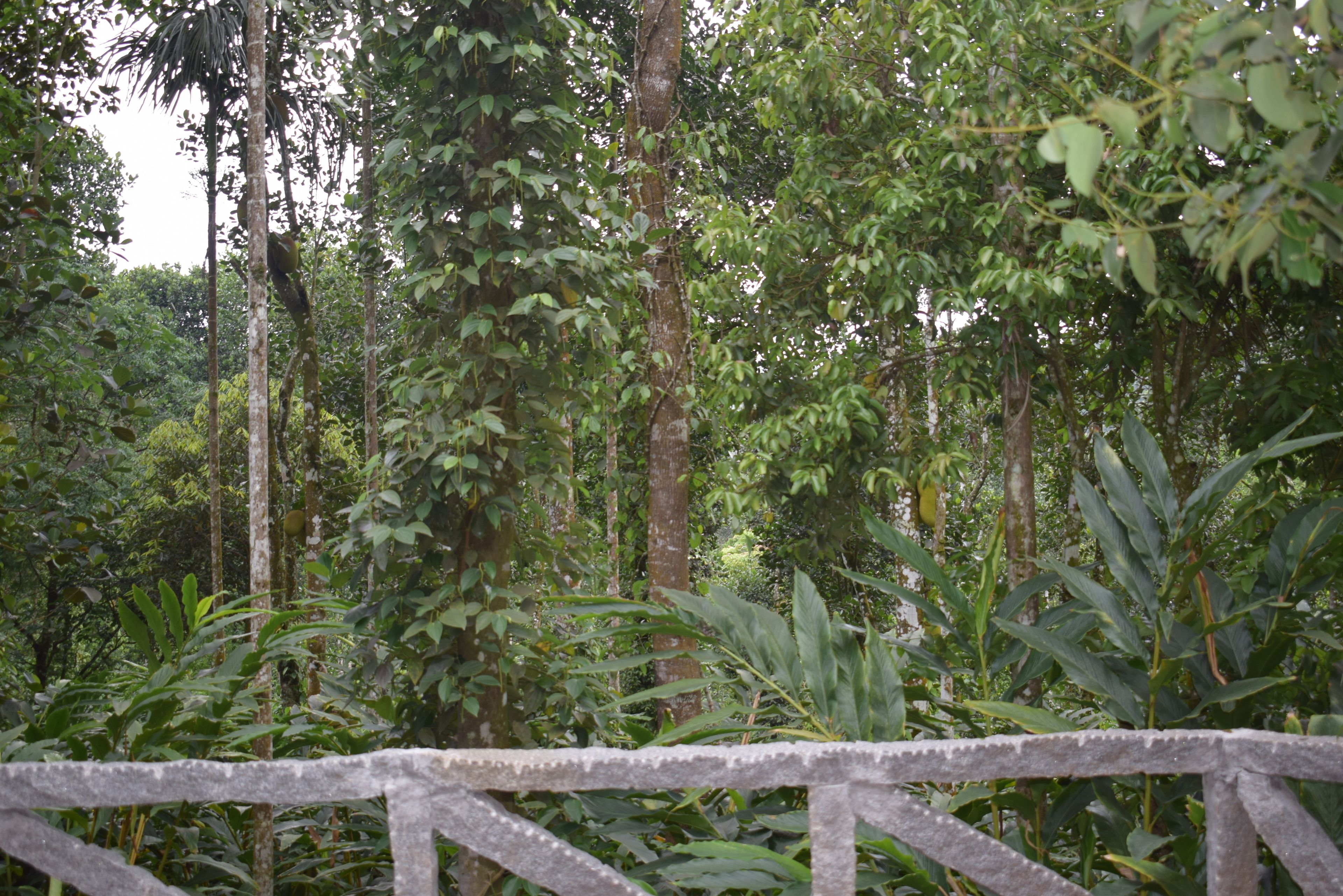 Uma floresta densa com um muro de pedra ao primeiro plano.