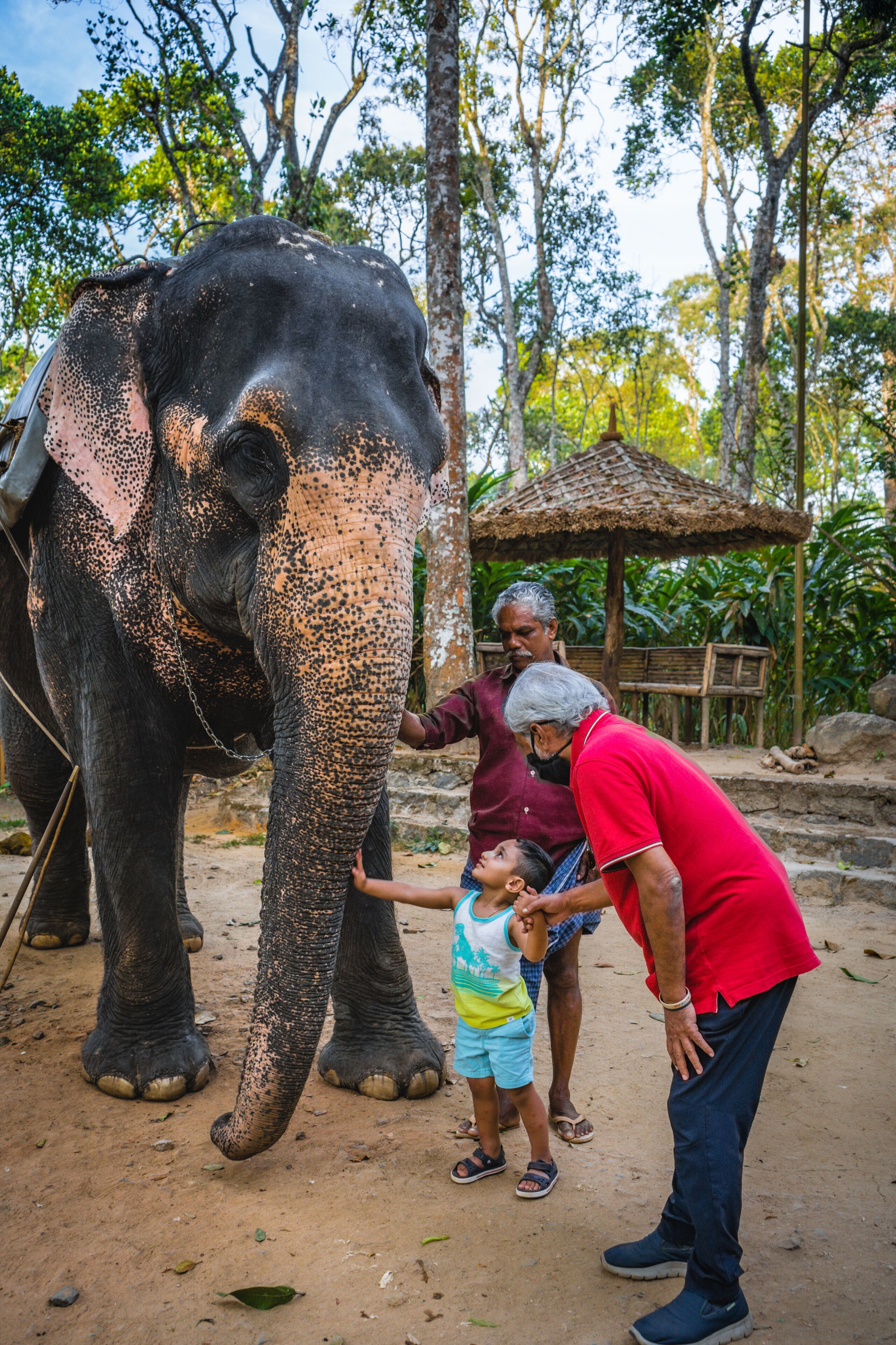An elephant with a person feeding it, surrounded by trees and a thatched structure.
