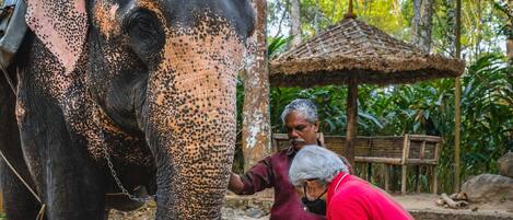 An elephant with a person feeding it, surrounded by trees and a thatched structure.
