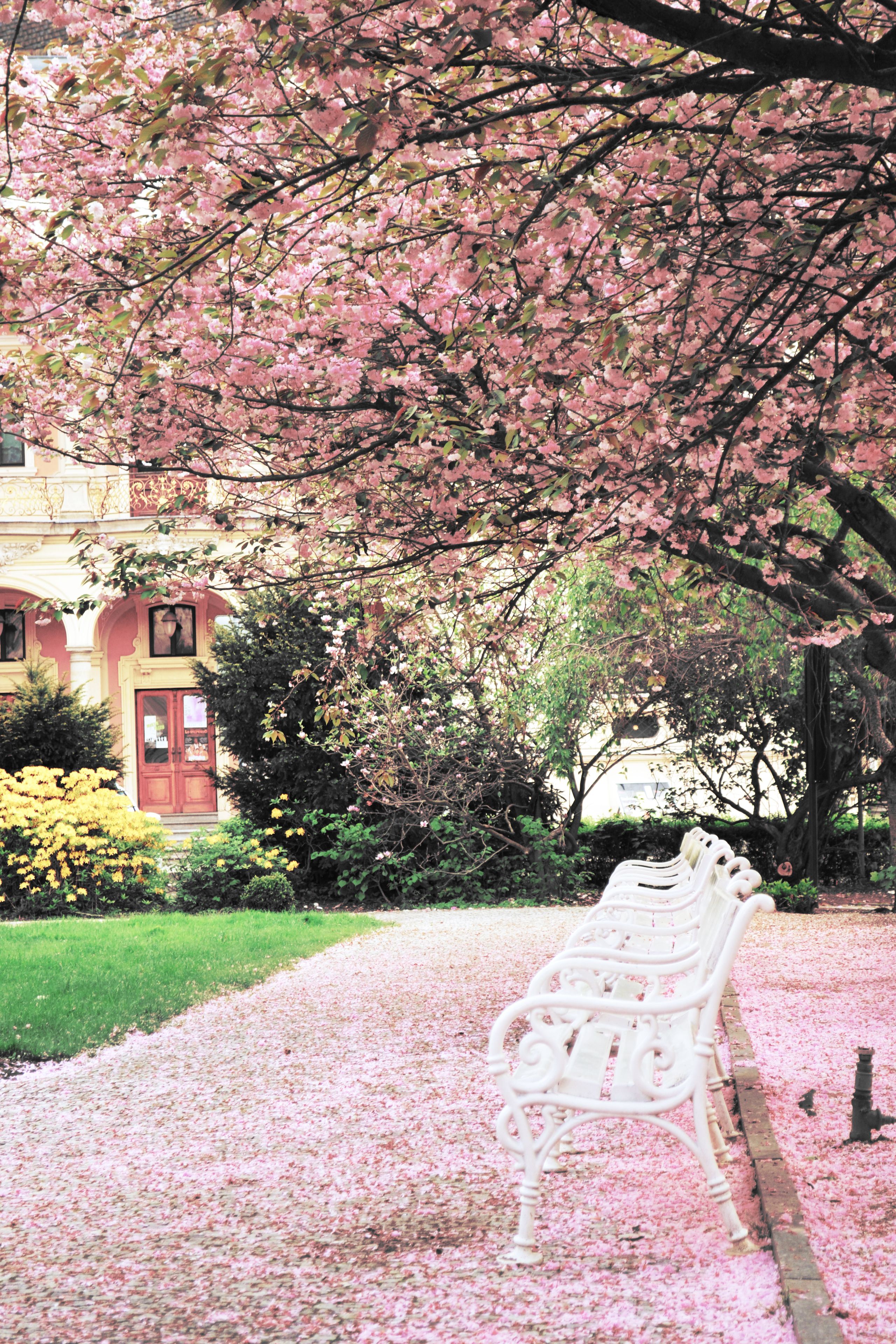 テラス / パティオ