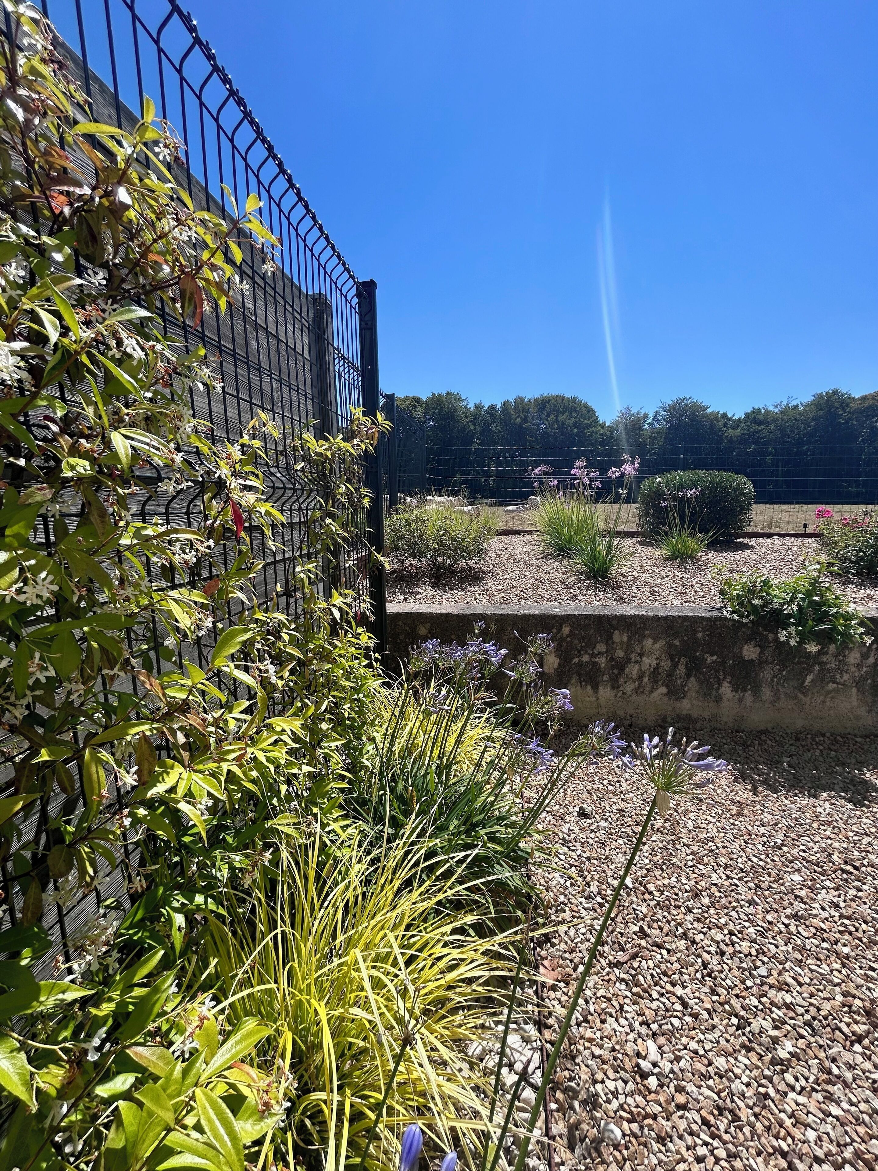 A garden area with a variety of plants and a gravel path.