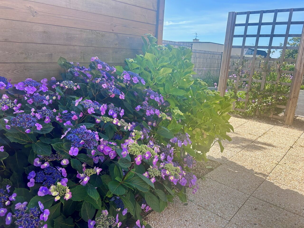 Ein Garten mit blau-lila Hortensienbüschen und einem Holzzaun.