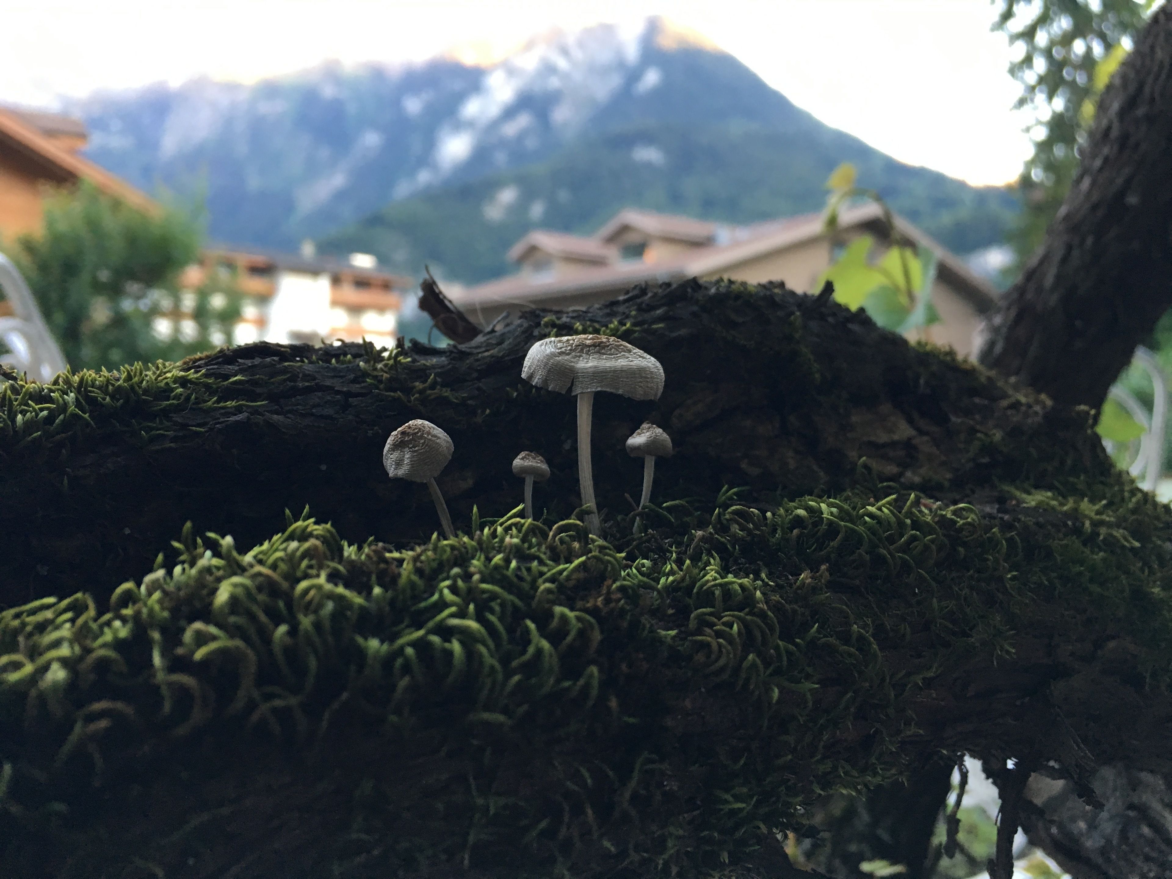 Een close-up van paddenstoelen die groeien op een met mos begroeide boomstronk, met een berg op de achtergrond.