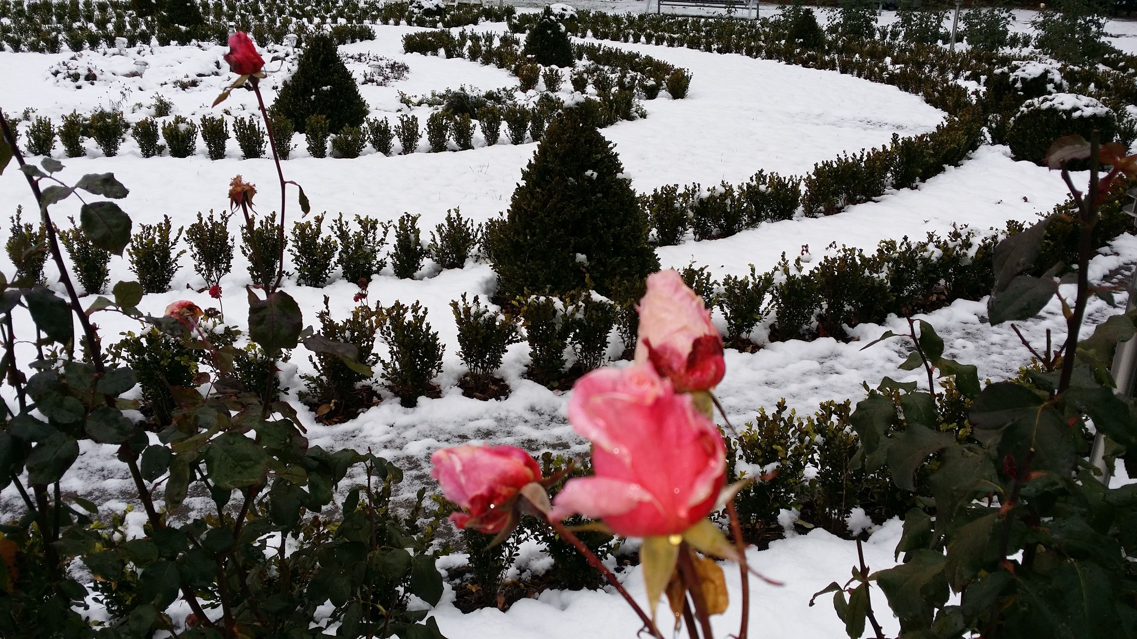 Un jardín con arbustos cubiertos de nieve y rosas.