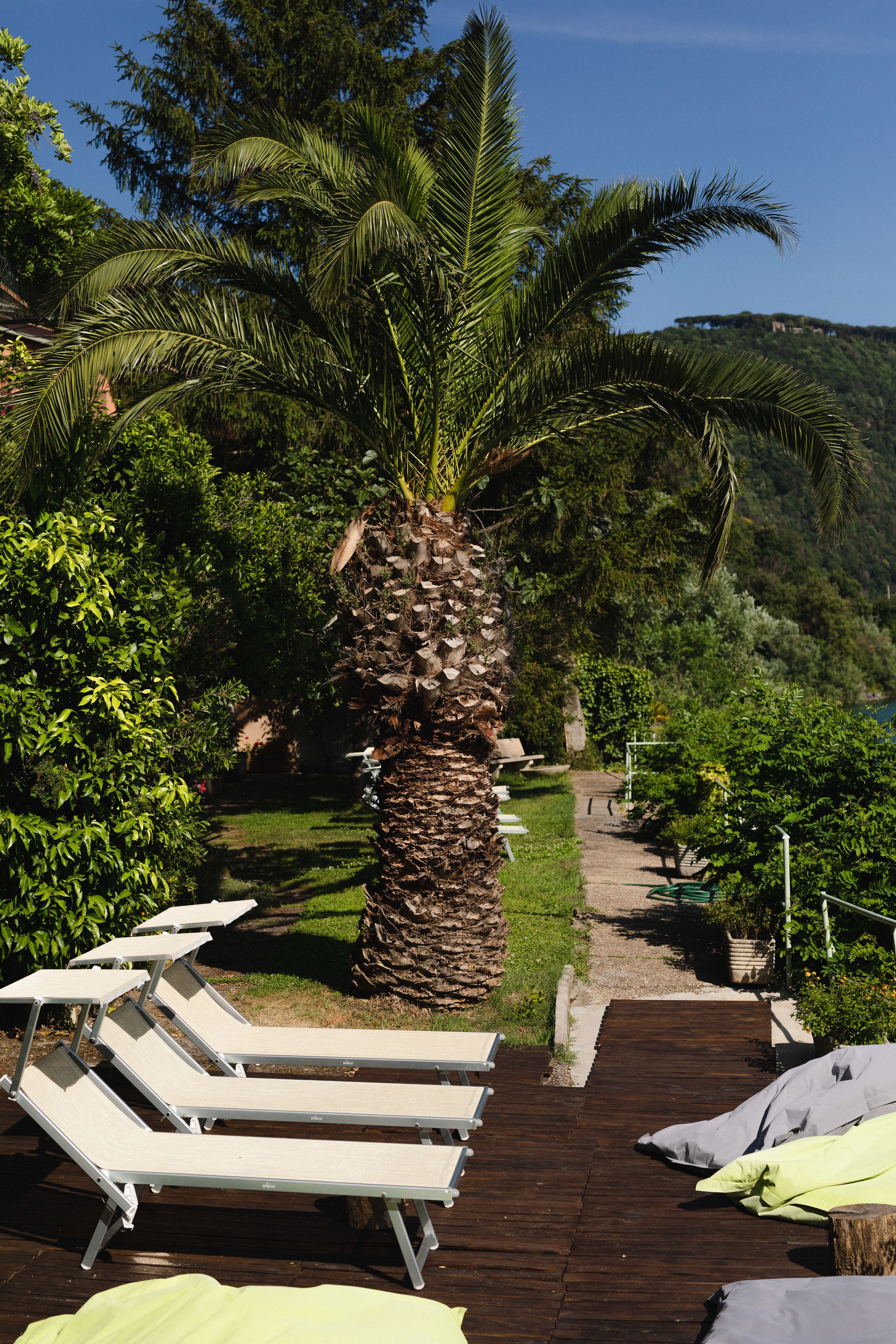 A pathway leading to lounge chairs and a palm tree in a garden setting.