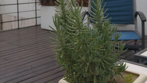 Een potplant met groene bladeren en paarse bloemen op een balkon.