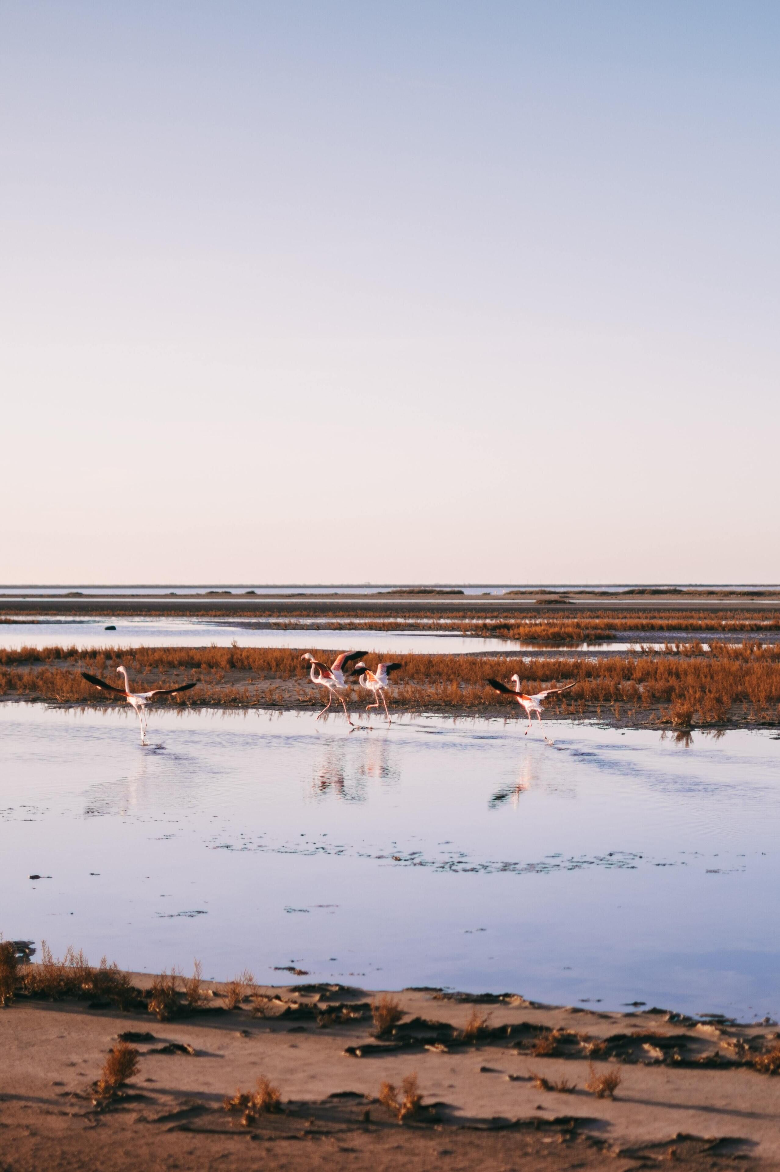 Un paysage plat, avec une étendue d’eau et une végétation clairsemée.