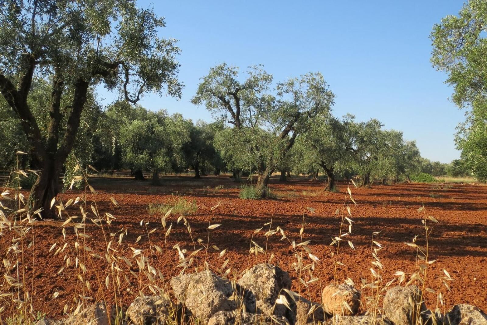 A rural landscape with olive trees and a field of dry grass.