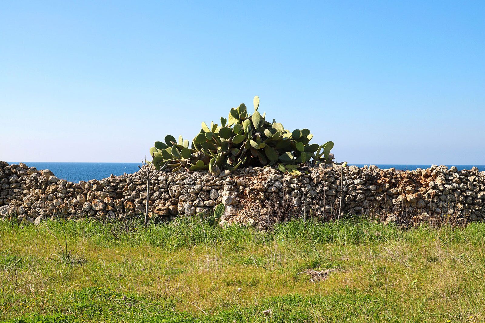 Eine Kakteepflanze an einer Steinmauer am Meer.