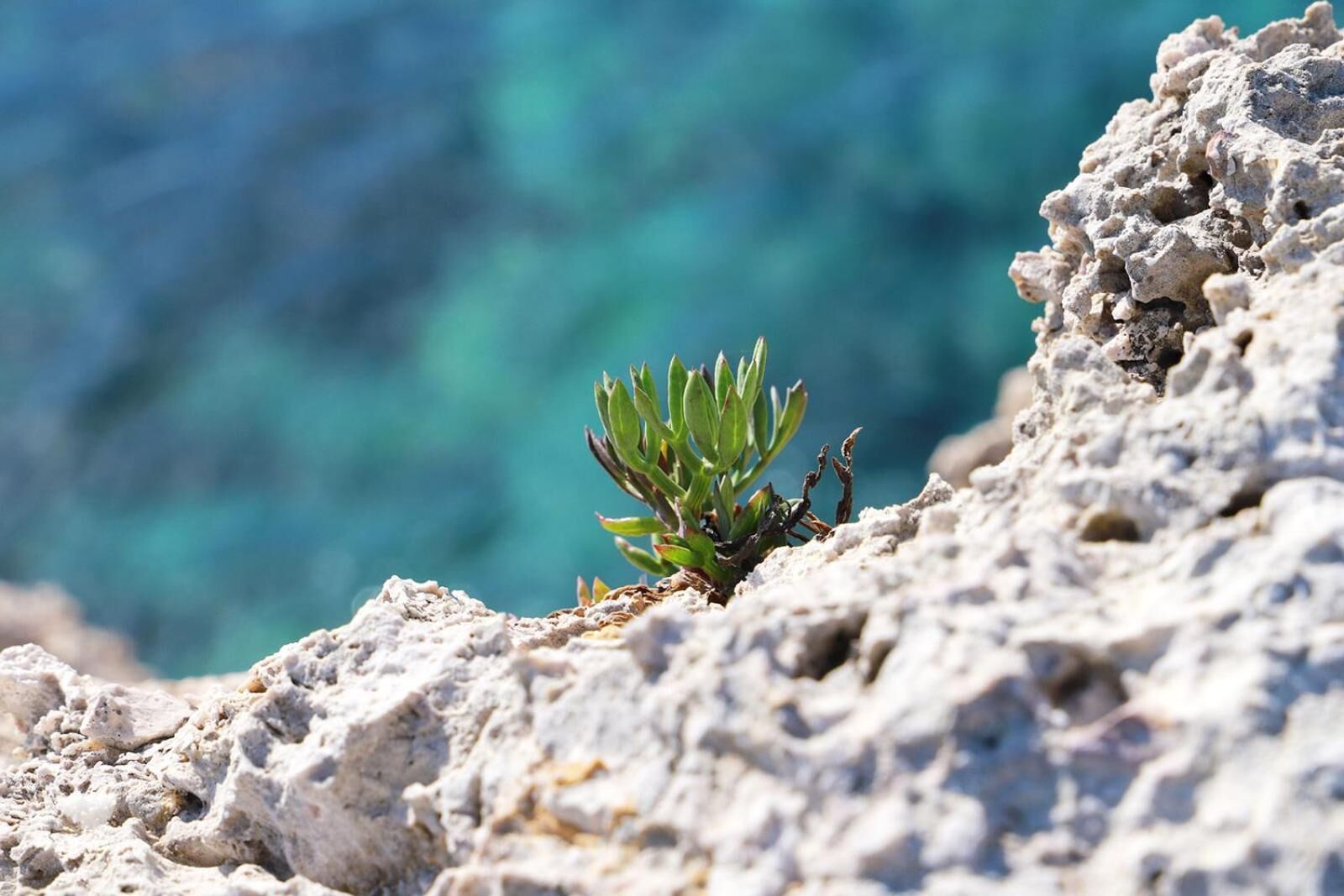 A small green plant growing on a rocky surface.