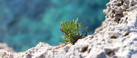 Una pequeña planta verde creciendo sobre una superficie rocosa.