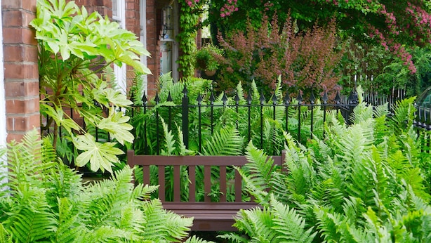 A bench surrounded by lush green ferns and a brick wall. - Alcuin Lodge (York)