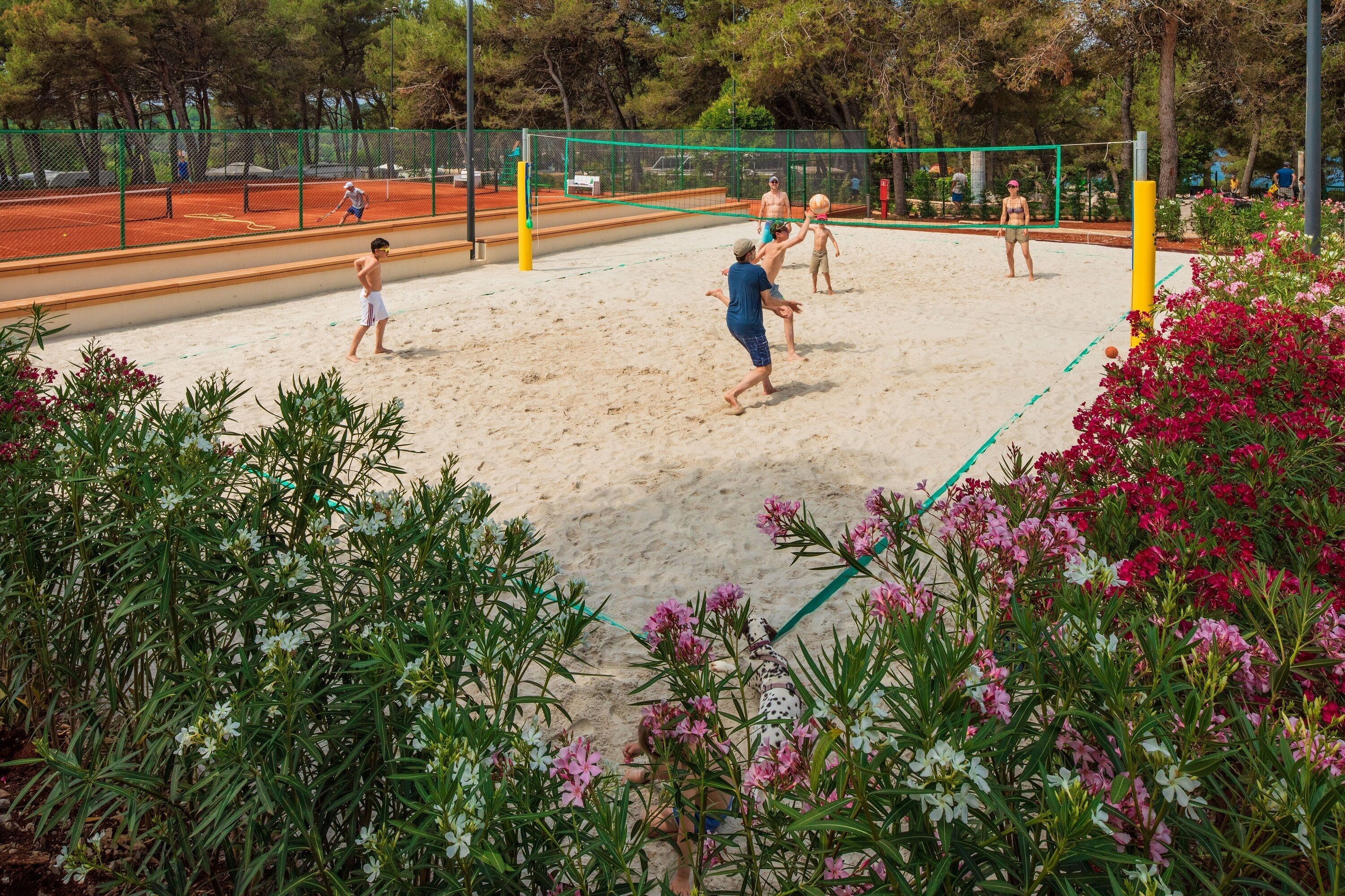 Un terrain de volley-ball avec un filet, entouré de sable et de verdure.