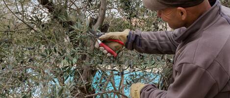 A person pruning an olive tree.
