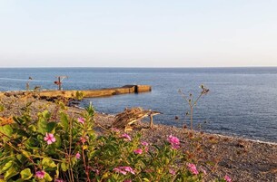 Rannikkomaisema, jossa on kivinen rantaviiva, puinen laituri ja vaaleanpunaisia kukkia.