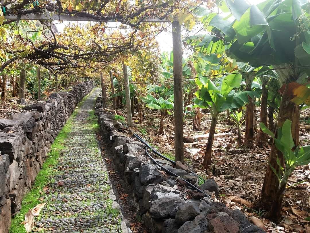 Viñedo con sendero de piedra y plantas de banano.