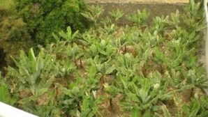 Een dakbostuin met verschillende planten en een kleine boom.