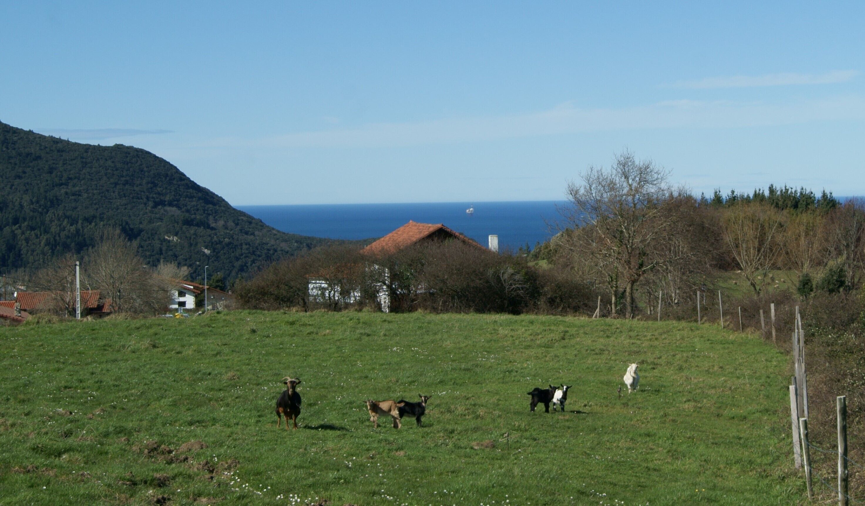 Ein grasbewachsenes Feld mit einigen Tieren, einem Haus und einem Berg im Hintergrund.