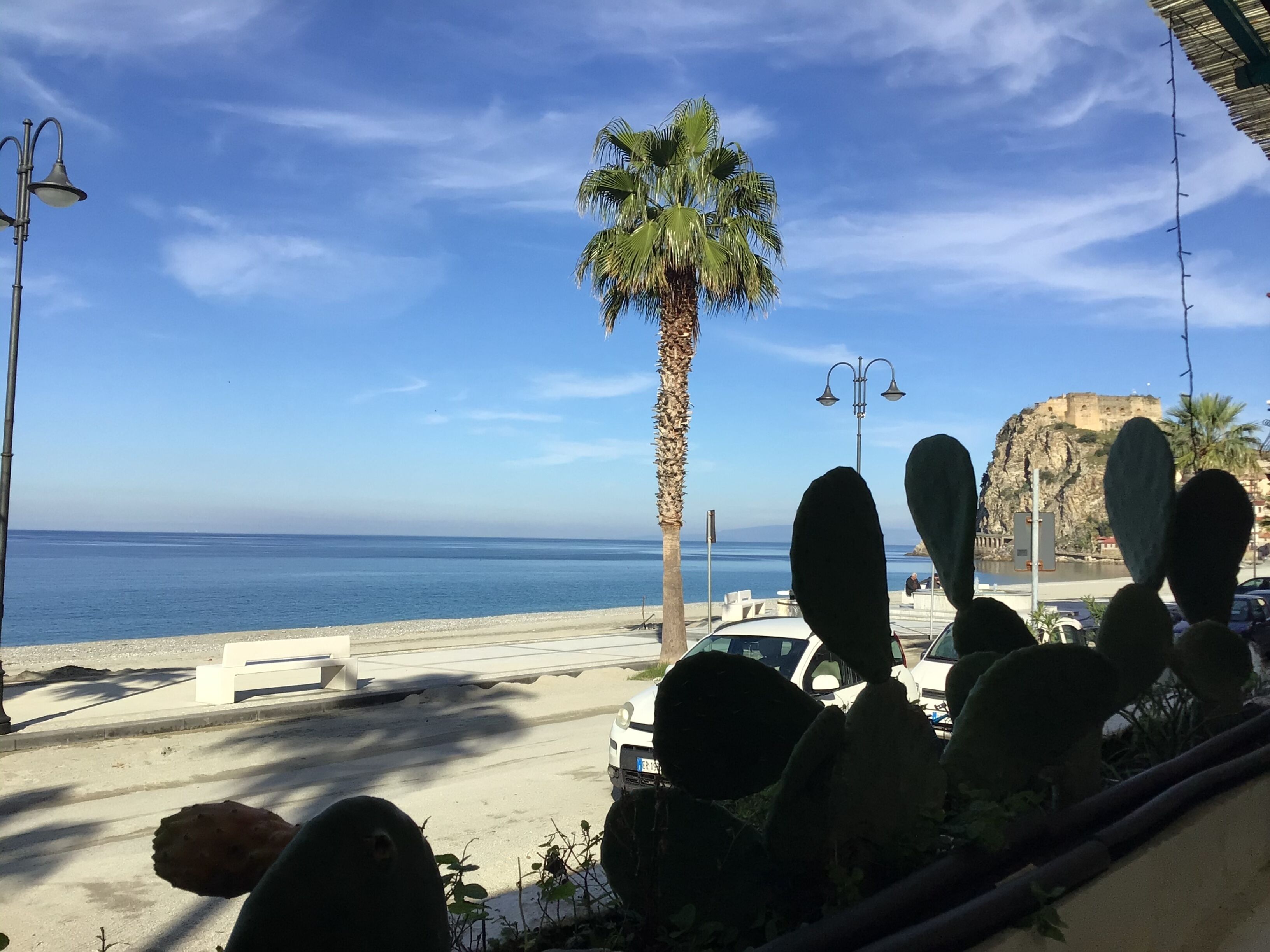 A beach with a palm tree, a cactus, and a mountain in the background.