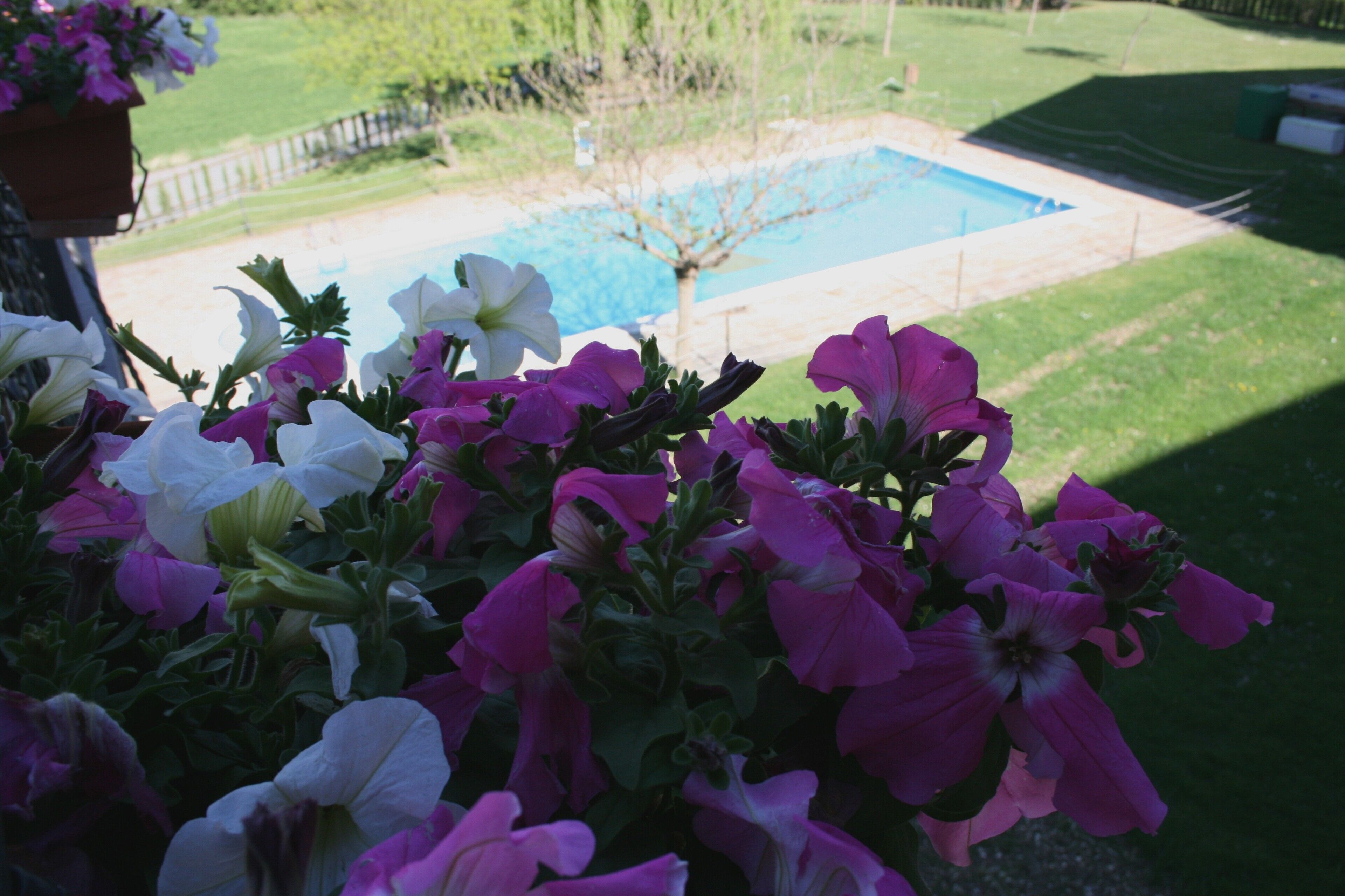 seasonal outdoor pool, open 10:00 am to 9:00 pm, pool loungers