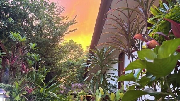 Un jardí amb diverses plantes i flors, un camí i una estructura d'edifici al fons.