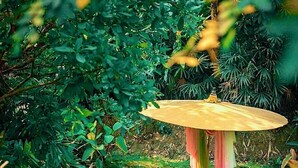 Entorn de jardí amb un banc de fusta, un parasol gran i vegetació exuberant.
