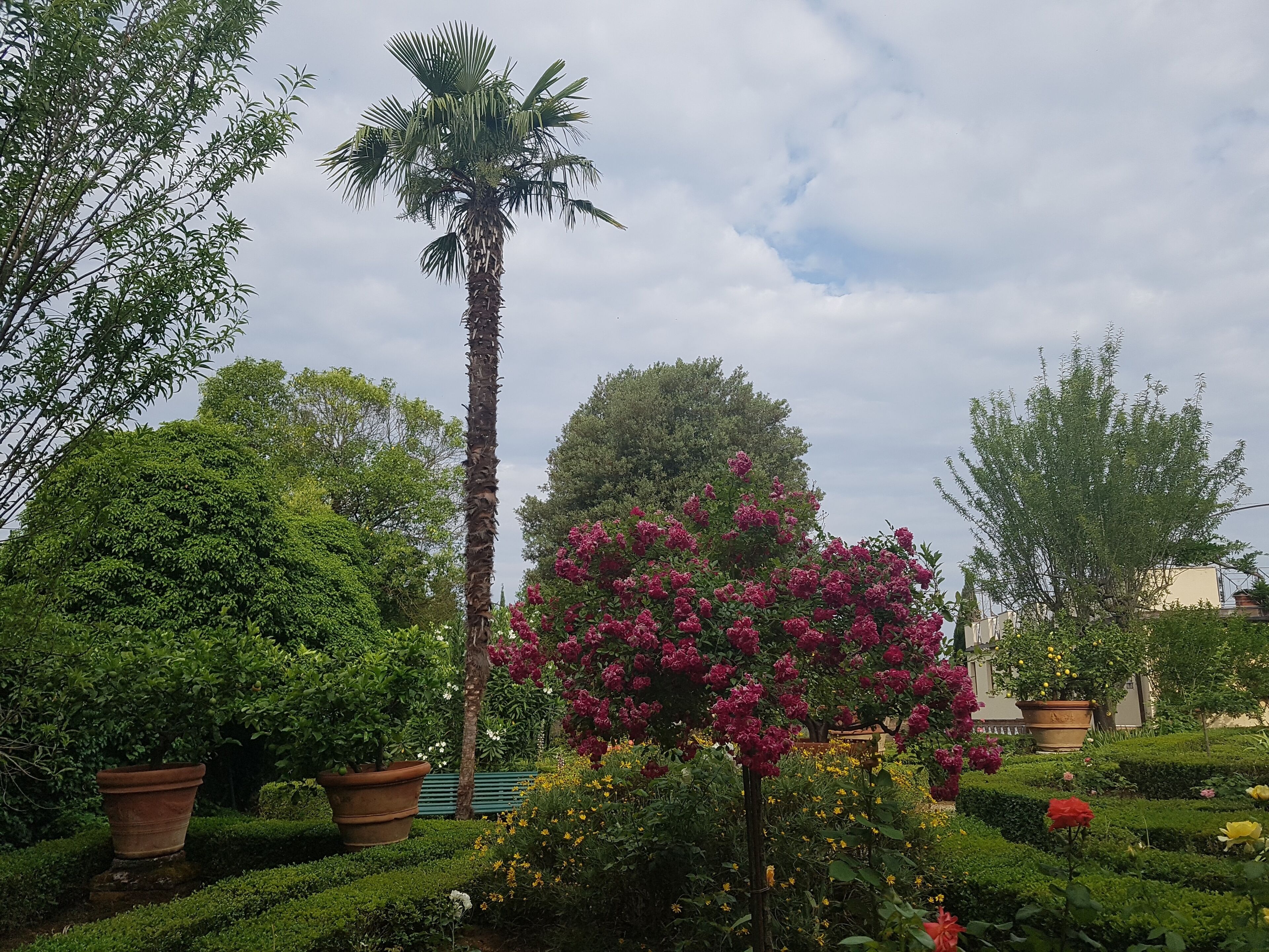 Ein gepflegter Garten mit verschiedenen Pflanzen und einer hohen Palme.