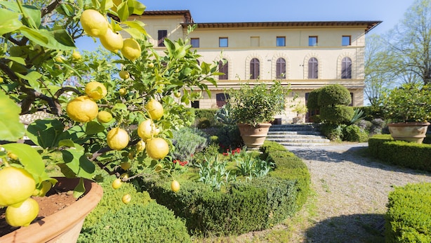 Un patio con limonero, plantas en macetas y un edificio con ventanas de arco.
