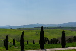 Un paisaje rural con campos verdes ondulantes, altos cipreses y colinas a lo lejos.