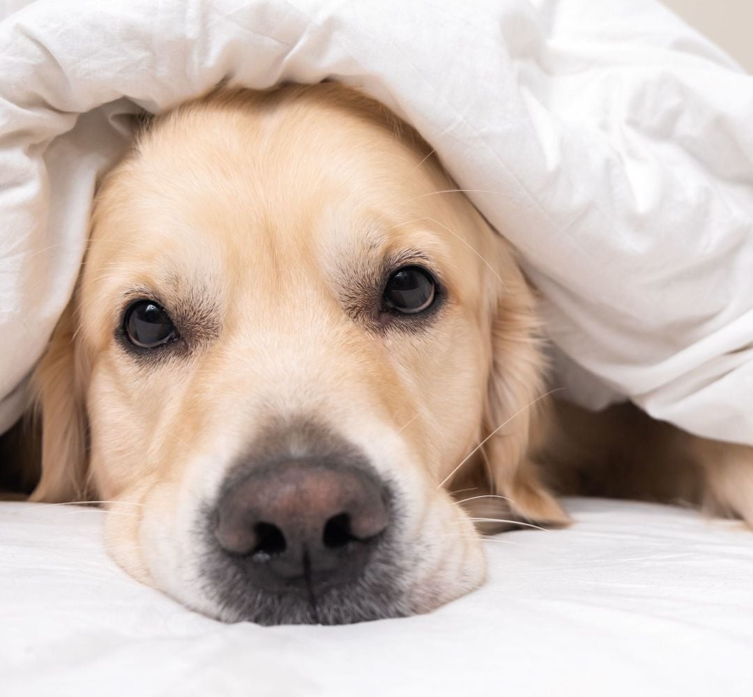 A close-up of a dog under a white blanket.