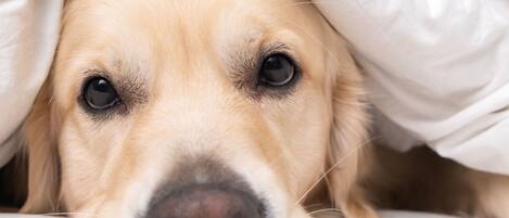A close-up of a dog under a white blanket.